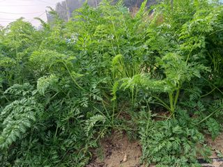 조정분(사랑이엄마)님의 11월 내 작물 자랑하기 · 참여글 작성글 사진