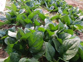 조정분(사랑이엄마)님의 11월 내 작물 자랑하기 · 참여글 작성글 사진