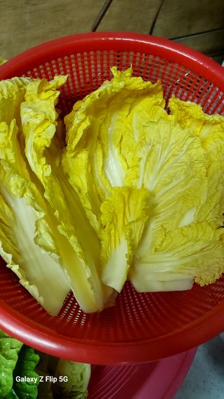 박병조님의 11월 내 작물 자랑하기 · 참여글 작성글 사진