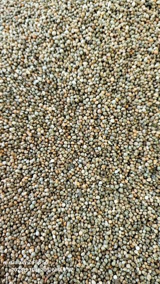 박병조님의 11월 내 작물 자랑하기 · 참여글 작성글 사진