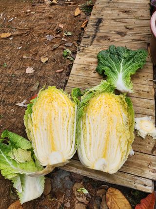 청송농장16987님의 자유주제 · 자유게시판 작성글 사진