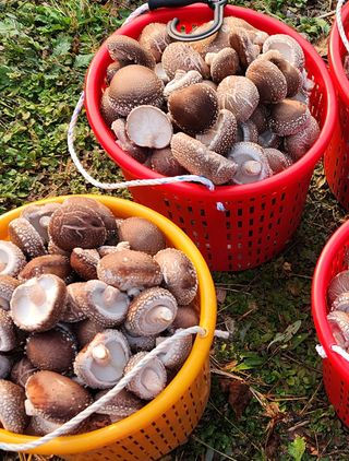 황지유님의 11월 내 작물 자랑하기 · 참여글 작성글 사진