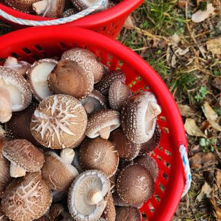 황지유님의 11월 내 작물 자랑하기 · 참여글 작성글 사진