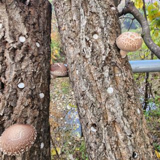 황지유님의 11월 내 작물 자랑하기 · 참여글 작성글 사진