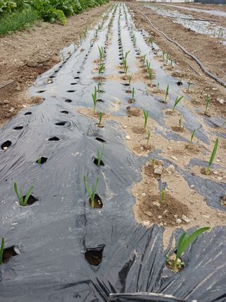 이상애초보농업님의 배추 · 일상 작성글 사진