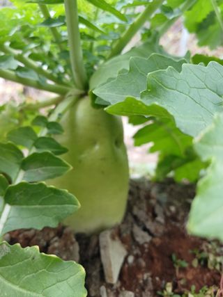 이상애초보농업님의 배추 · 일상 작성글 사진