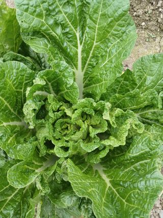 이상애초보농업님의 배추 · 일상 작성글 사진