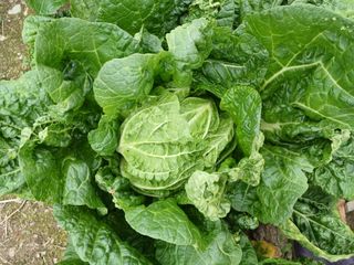 이상애초보농업님의 배추 · 일상 작성글 사진