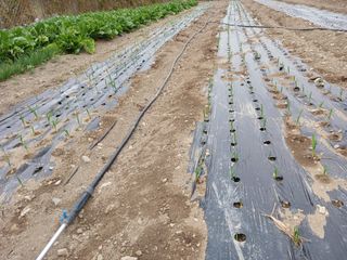 이상애초보농업님의 배추 · 일상 작성글 사진