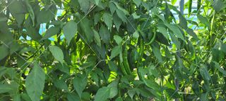 이동훈님의 고추 · 수확 작성글 사진