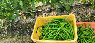 이동훈님의 고추 · 수확 작성글 사진