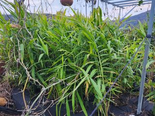 스마일00님의 11월 내 작물 자랑하기 · 참여글 작성글 사진