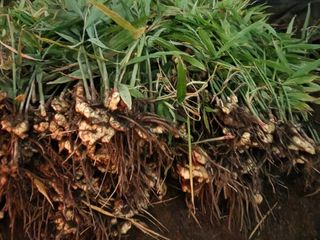 스마일00님의 11월 내 작물 자랑하기 · 참여글 작성글 사진