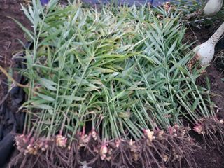 스마일00님의 11월 내 작물 자랑하기 · 참여글 작성글 사진