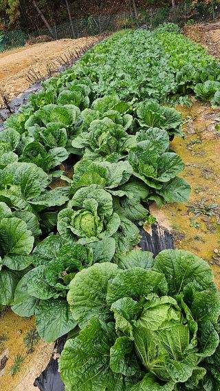 철더덕님의 11월 내 작물 자랑하기 · 참여글 작성글 사진