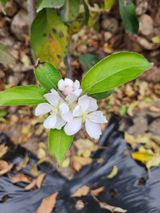 팜모닝 11월 내 작물 자랑하기·참여글 게시글 이미지