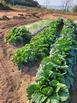 팜모닝 11월 내 작물 자랑하기·참여글 게시글 이미지