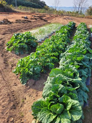 김 농부님의 11월 내 작물 자랑하기 · 참여글 작성글 사진