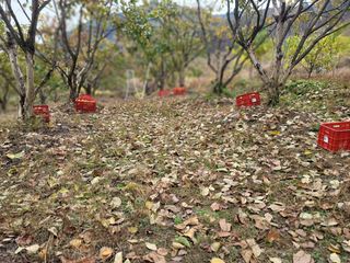 서성환님의 감 · 영농일지 작성글 사진