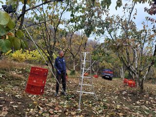 서성환님의 감 · 영농일지 작성글 사진