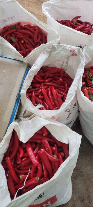 양선옥님의 11월 내 작물 자랑하기 · 참여글 작성글 사진