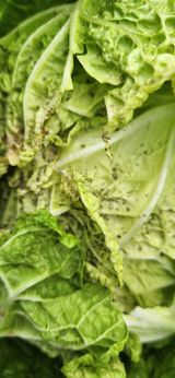 팜모닝 배추·병해충상담 게시글 이미지