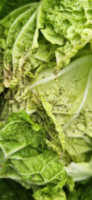 이인구님의 배추 · 병해충상담 작성글 사진