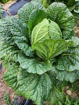 팜모닝 11월 내 작물 자랑하기·참여글 게시글 이미지