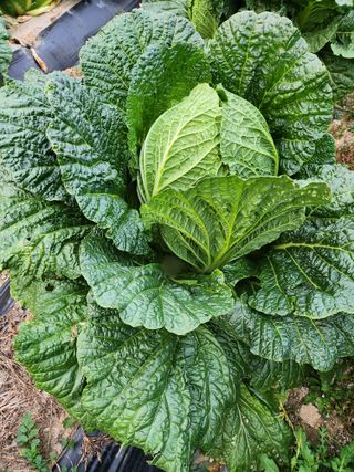 채효정님의 11월 내 작물 자랑하기 · 참여글 작성글 사진