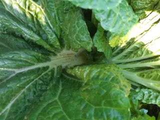 한옥록님의 배추 · 병해충상담 작성글 사진