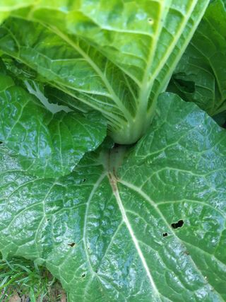 한옥록님의 배추 · 병해충상담 작성글 사진