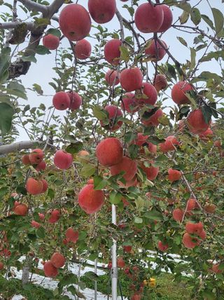 김복덕님의 11월 내 작물 자랑하기 · 참여글 작성글 사진