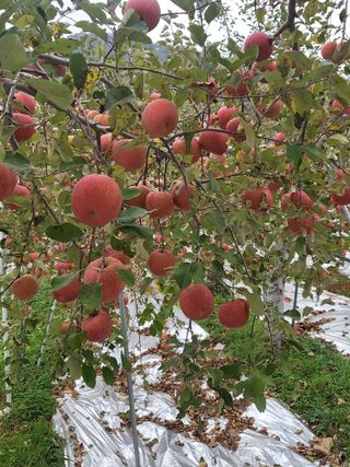 김복덕님의 11월 내 작물 자랑하기 · 참여글 작성글 사진