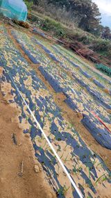 팜모닝 11월 내 작물 자랑하기·참여글 게시글 이미지