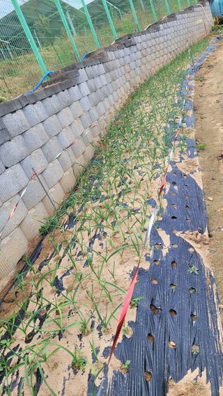 블랙타이거님의 11월 내 작물 자랑하기 · 참여글 작성글 사진