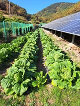 팜모닝 11월 내 작물 자랑하기·참여글 게시글 이미지