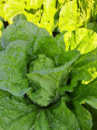 정자형님의 11월 내 작물 자랑하기 · 참여글 작성글 사진