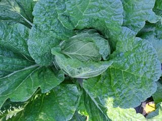 정자형님의 11월 내 작물 자랑하기 · 참여글 작성글 사진