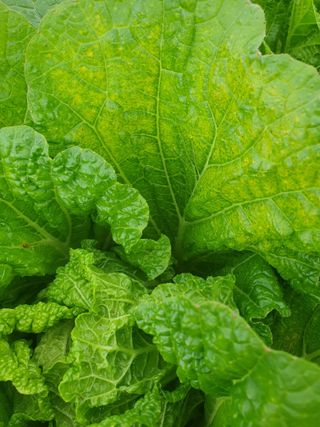 나무토막님의 배추 · 병해충상담 작성글 사진