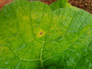 나무토막님의 배추 · 병해충상담 작성글 사진