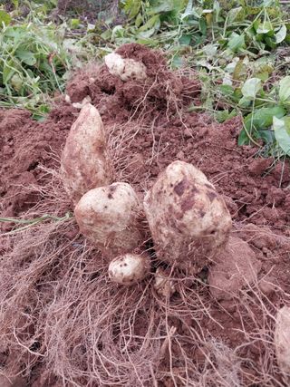 주재순님의 11월 내 작물 자랑하기 · 참여글 작성글 사진