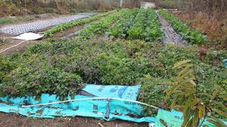 박선화님의 11월 내 작물 자랑하기 · 참여글 작성글 사진