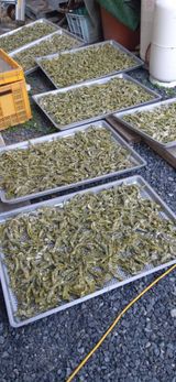 팜모닝 · 게시글 이미지