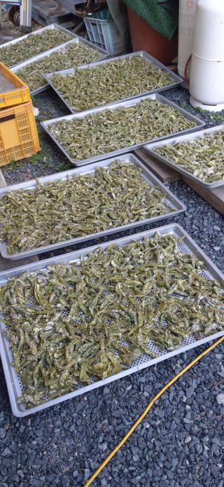 산마루농장님의 작성글 사진