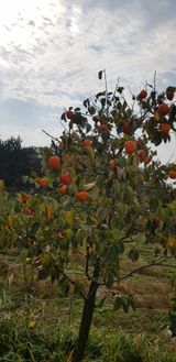 팜모닝 감·자유게시판 게시글 이미지