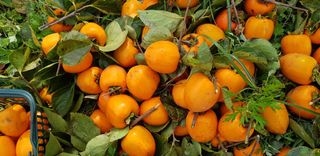 hhoo님의 감 · 자유게시판 작성글 사진