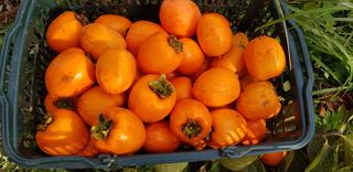 hhoo님의 감 · 자유게시판 작성글 사진