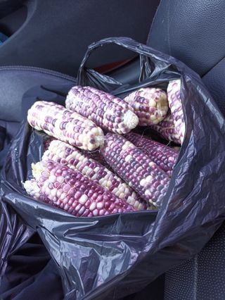 이미숙님의 옥수수 · 자유게시판 작성글 사진