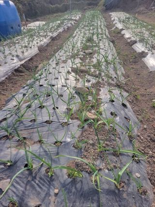 이세순님의 11월 내 작물 자랑하기 · 참여글 작성글 사진