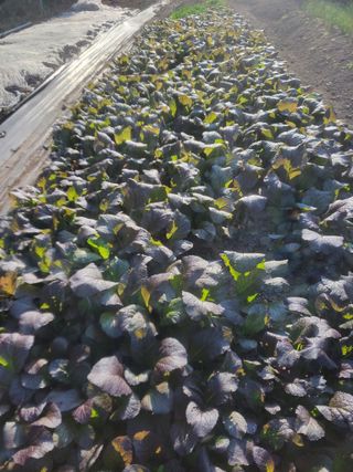 이세순님의 11월 내 작물 자랑하기 · 참여글 작성글 사진